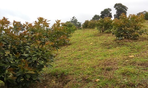 Temperaturas para el desarrollo de aguacate