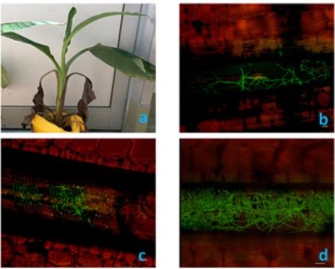 Efecto de ácido fusárico sobre la perdida de agua en banano