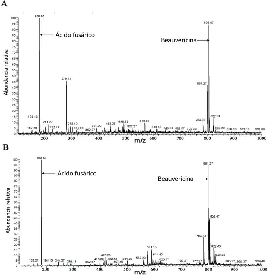 Metabolitos producidos por fusarium raza 1 y 4