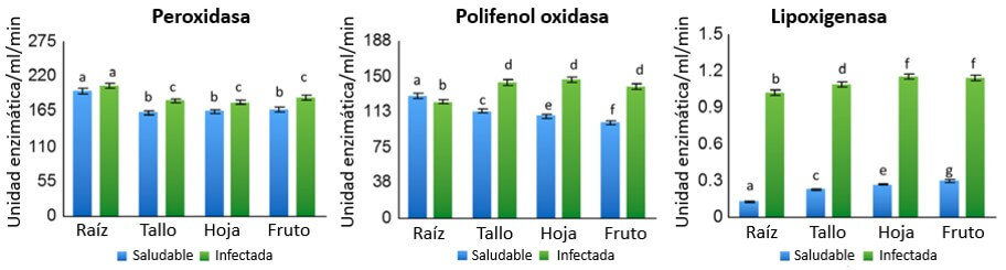 Contenido de ROS en banano infectado con fusarium raza 4