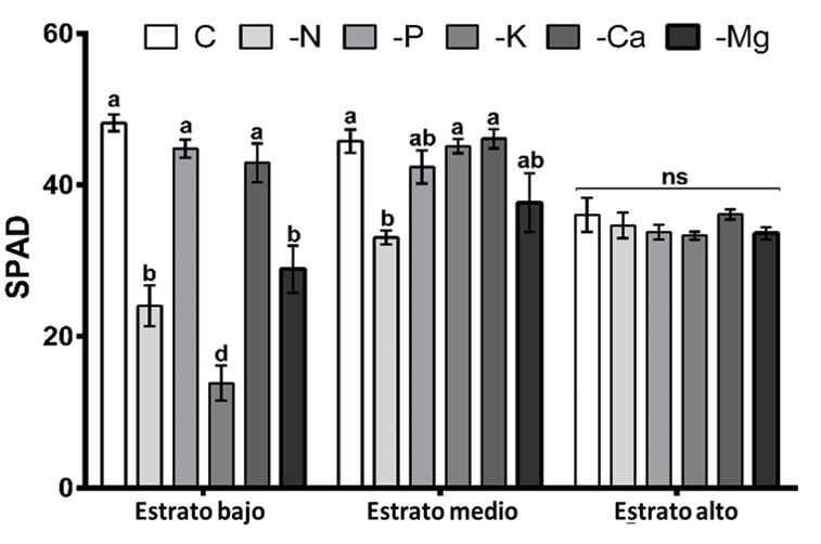 Contenido de clorofila en plantas de higo.