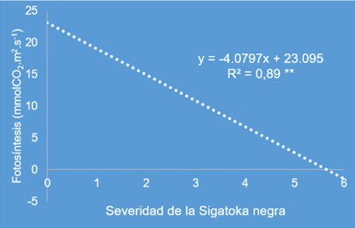 Efecto de la Sigatoka en la fotosíntesis