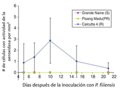 Actividad de la peroxidasa en los estomas del banano