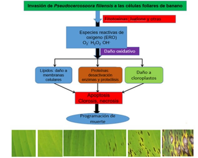 Diagrama de reacción de invasión Pseudocercospora 