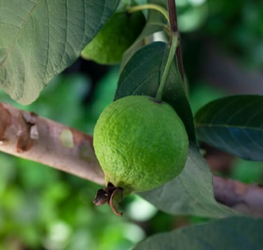 Producción de guayaba 