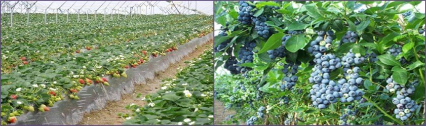 plantaciones de fresas