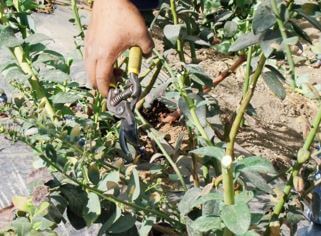  La-poda-en-arándano-es-una-labor-totalmente-manual-pues-en-el-momento se-evalúa-la-acción-que-corresponda-a-la-planta 