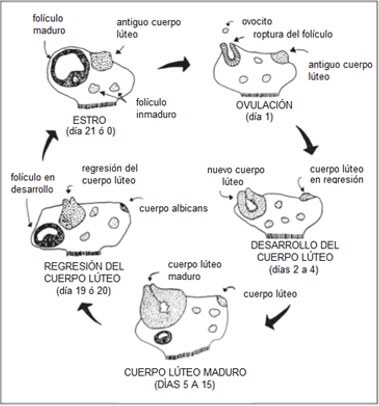 Dinámica folicular durante el ciclo estral.