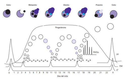 Endocrinología del ciclo estral.