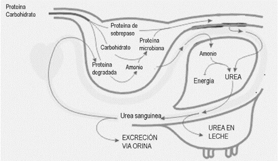 Metabolismo de las proteínas de sobrepaso en el rumiante