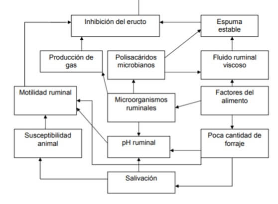 Mecanismos importantes que dan lugar al timpanismo en corral.