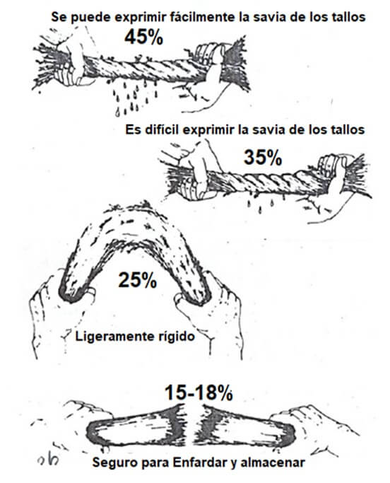 Prueba de campo para determinar la humedad del forraje.