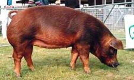 Raza Duroc Jersey