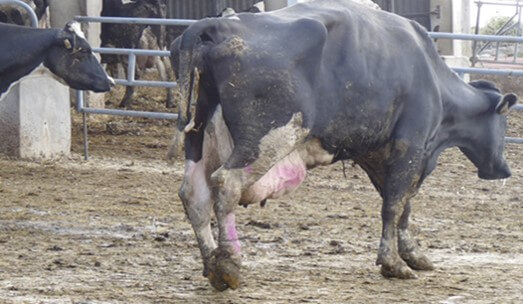 En casos de patologías podales graves, se puede observar una disminución del 15% de producción de leche (Castillo, 2018).