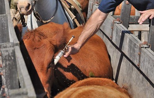 Vacas siendo vacunadas