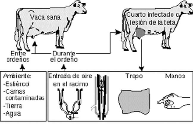 Factores que predisponen la mastitis bovina (Agrobit,s.f).