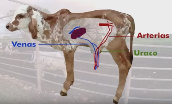Imagen comparativa de la localización de arterias, venas y uraco en becerro 