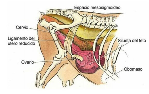 Cavidad pelviana en bovino (Prieto, 2007).