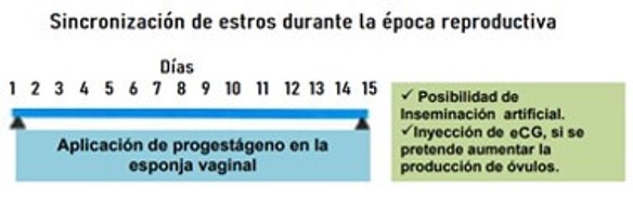 Inducción del estro durante la época reproductiva.