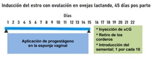 Inducción del estro con ovulación en ovejas lactando