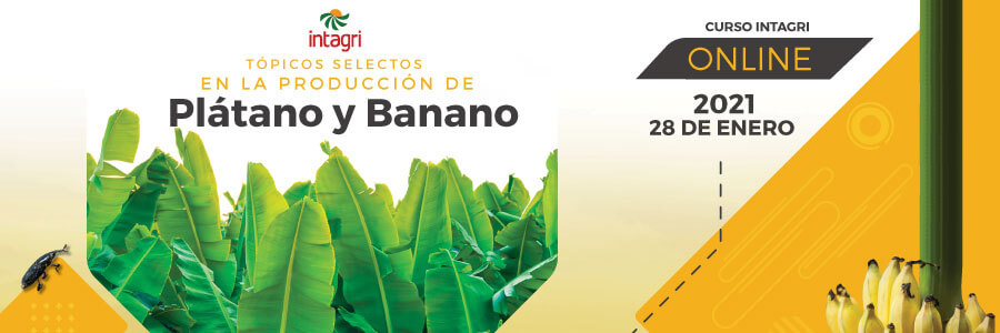 curso de produccion de platano y banano