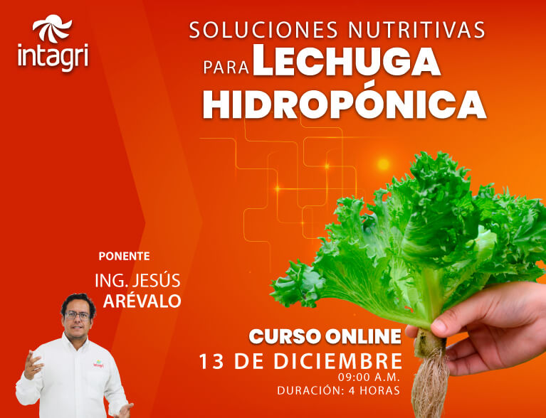 Inscribete al Curso Intagri de Soluciones Nutritivas para Lechuga Hidropónica