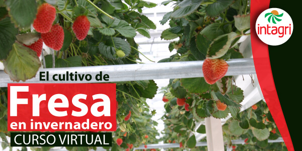 Fresas