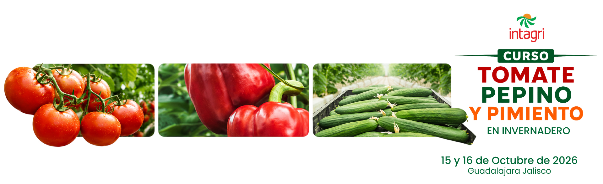 Inscribete al Curso INTAGRI Producción de Hortalizas Bajo Cubierta Tomate, Pepino y Pimiento